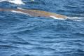 Baird's Beaked Whales